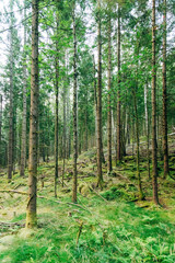 Fototapety na wymiar - Fototapeta24.pl