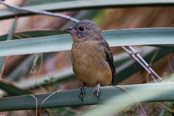 A small bird Rose-bellied bunting, passerina rositae perched on a green leaf in a natural setting.