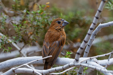A brown bird Ultramarine grosbeak (passerina brissonii) perched on a branch with green foliage in the background.