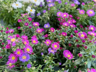 Colorful blooming aster flowers in shades of pink and purple with yellow centers, growing densely in a garden or nursery.