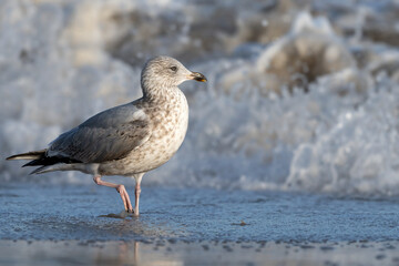 Obraz premium Herring Gull juvenile walking on a stormy beach