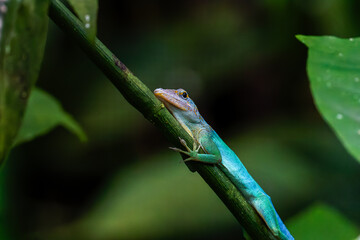 A vibrant green Anolis Marmoratus (Lleopard anole) clings to a leafy branch in a lush forest.