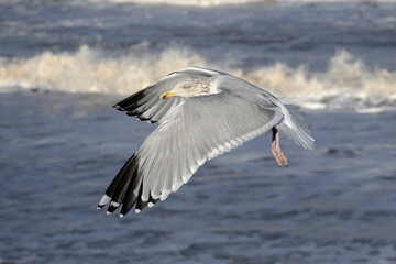 Adult winter plumage Herring Gull in flight