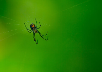 An orchard orbweaver spider hanging from its web and showing the distinctive red spots on the underside of its abdomen