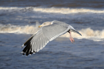Adult winter plumage Herring Gull in flight