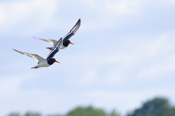 Two oystercatchers in flight, two oystercatchers flying in sync, trees in the background, cloudy sky, and two oystercatchers flying away, Haematopus ostralegus, red beak
