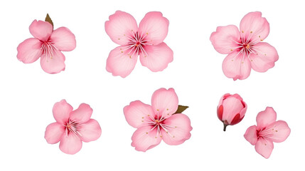 Pink cherry blossom flowers isolated on white
