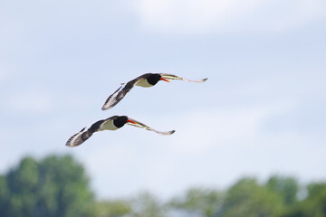 two oystercatchers flying in sync, trees in the background, cloudy sky, and two oystercatchers flying away, Haematopus ostralegus, red beak, two oystercatchers in flight