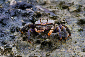 A (Uca Tangeri) Fiddler Crab with vibrant orange and purple colors on a rocky surface.