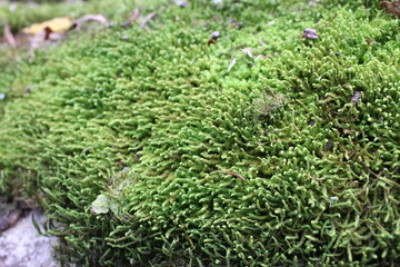 In a dense forest, in the dampness, fluffy, green moss grows, close-up.
