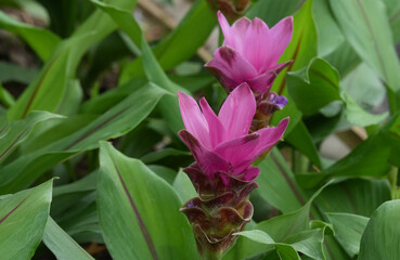 Flowers in a public park in Bangkok, Thailand