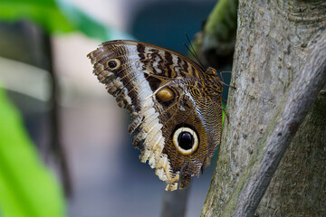 Close-up of an owl butterfly (caligo atreus) resting on a tree trunk.