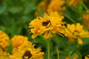 Flowers in a public park in Bangkok, Thailand