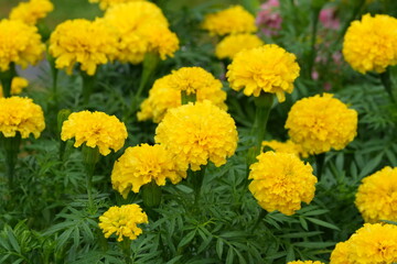 Flowers in a public park in Bangkok, Thailand
