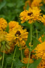Flowers in a public park in Bangkok, Thailand