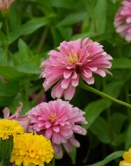 Fototapeta premium Flowers in a public park in Bangkok, Thailand