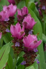 Flowers in a public park in Bangkok, Thailand