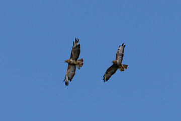Two common buzzards (Buteo buteo) soaring in a clear blue sky, showcasing their wingspan and feathers, dynamic flight, nature scene