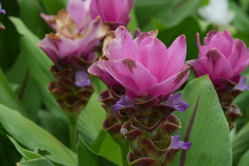 Flowers in a public park in Bangkok, Thailand