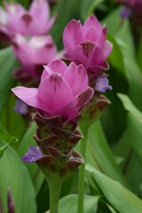 Obraz premium Flowers in a public park in Bangkok, Thailand