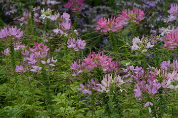 Flowers in a public park in Bangkok, Thailand