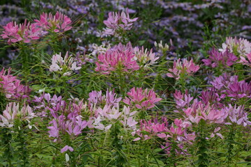 Flowers in a public park in Bangkok, Thailand