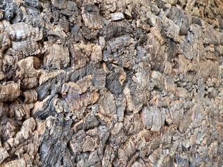 Detailed macro shot of raw cork bark with rough natural texture. Eco-friendly and sustainable material used in design and production.