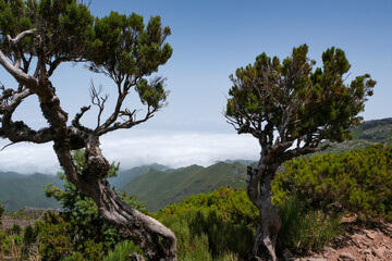 Hiking in the dramatic Mountains of Madeira, Portugal, Europe