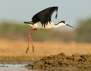 Obraz premium Bird in flight over shallow water