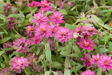Flowers in a public park in Bangkok, Thailand