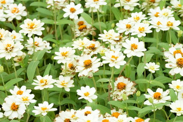 Flowers in a public park in Bangkok, Thailand
