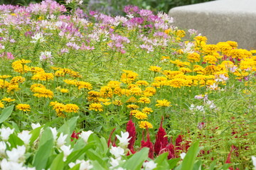 Obraz premium Flowers in a public park in Bangkok, Thailand