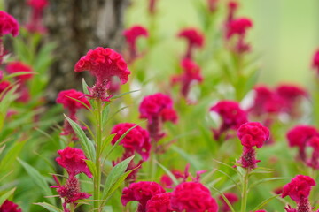 Flowers in a public park in Bangkok, Thailand