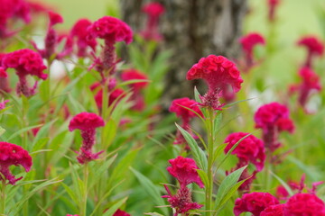 Flowers in a public park in Bangkok, Thailand