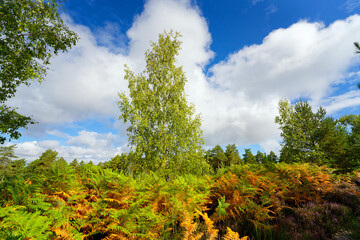 The path of Pimentières in Rambouillet forest.Gambaiseuil village	