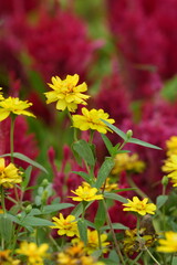 Flowers in a public park in Bangkok, Thailand