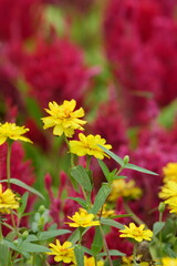 Flowers in a public park in Bangkok, Thailand