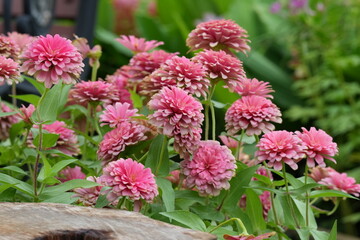 Obraz premium Flowers in a public park in Bangkok, Thailand