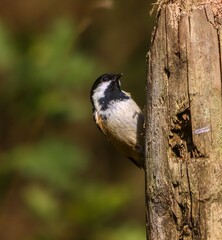Coal tit perched on a tree trunk