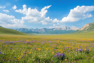Fototapeta premium Open meadow with summer wildflowers