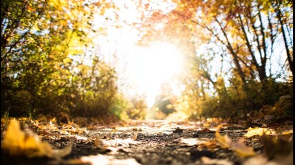Sunlit Path Through Autumn Forest