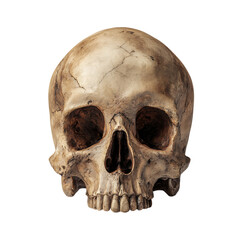 Obraz premium Realistic human skull isolated on black. Themes of death, history, and anatomy.