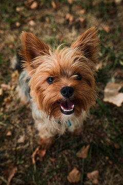 Yorkshire Terrier dog looking at camera in autumn forest background