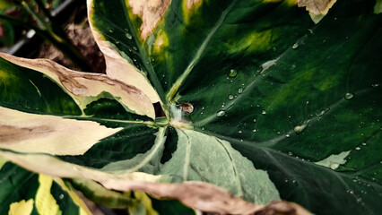 close up of green leaf