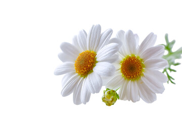 Obraz premium Pair of white daisies with yellow centers on a black background.