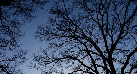 Twilight Branches