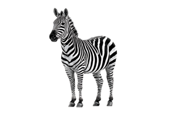 Monochrome zebra isolated on black, showcasing unique stripe pattern.