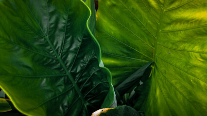 green leaf background