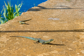 Funny madeira wall lizard , Teira dugesii