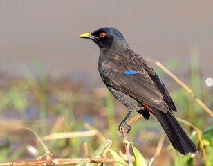 Obraz premium Bird perched on branch